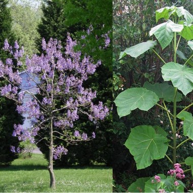 paulownia-tomentosa