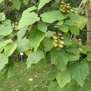 paulownia22
