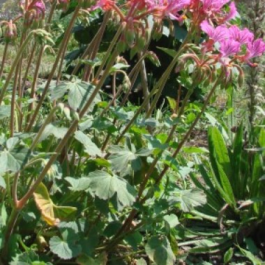 pelargonium1