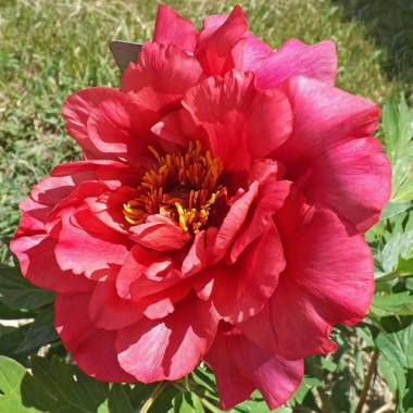 peony-fire-down-below