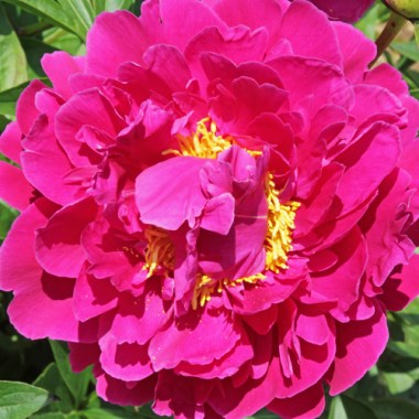 peony-the-mighty-mo