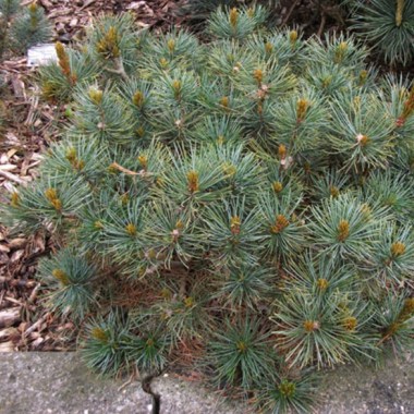 pinus-pumila-blue-mops-782x586