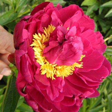 pion-mighty-mo-paeonia-mighty-mo-1600x1200