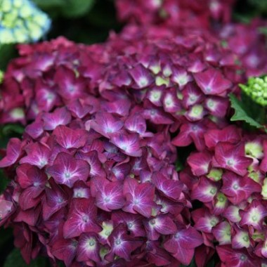 pl2000018076_card2_lg