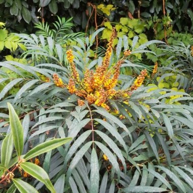 plant_30667_user_1656_20220505001726
