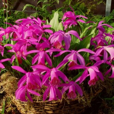 pleione-tongariro-
