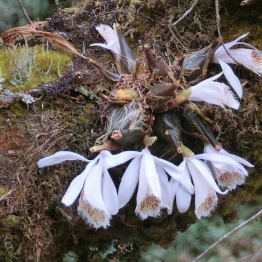 pleione_humilis_nepal