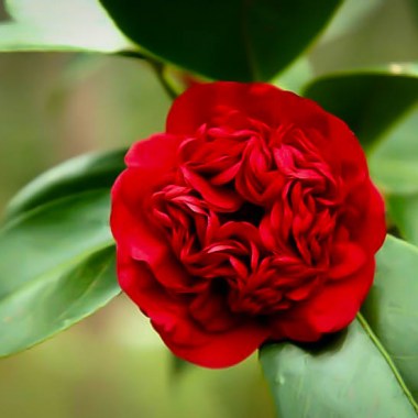 professor-sargent-camellia-1