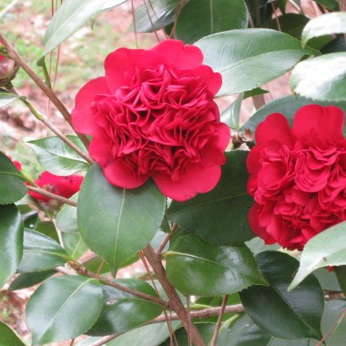 professor-sargent-camellia-japonica-catherine-ludwig-donleycott