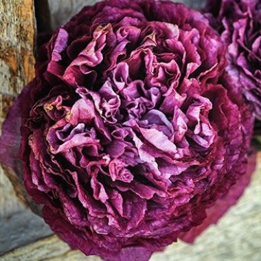 purplepeony_2048x