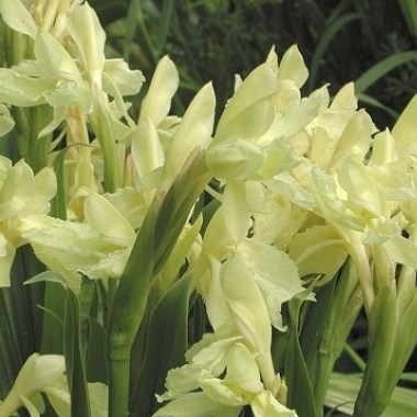 roscoea-cautleyoides-comp