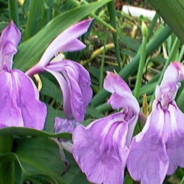 roscoea-purpurea-comp-1