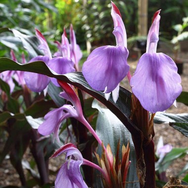 roscoea-purpurea-spice-island