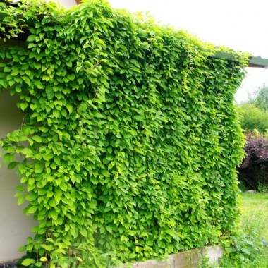 schizandra_chinensis_wall1
