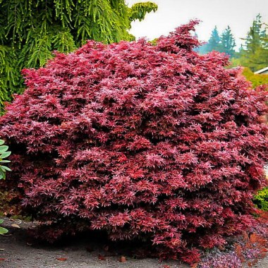 shaina-japanese-maple-1-600x480
