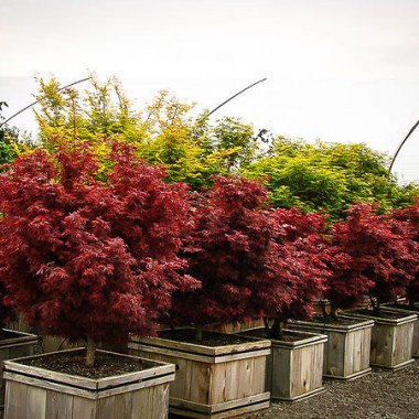 shaina-japanese-maple-3-600x450