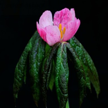 sinopodophyllum_hexandrummarbled_leaves