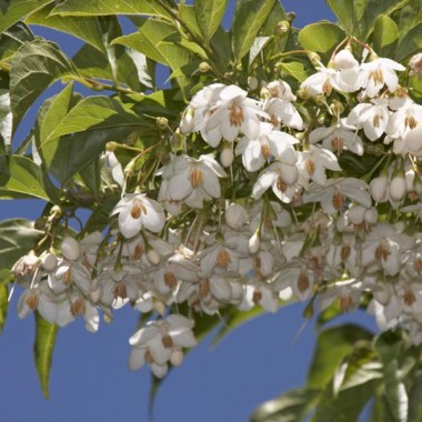 styrax_japonica_1024x1024