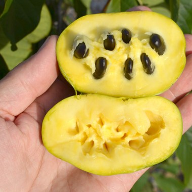 sunflower-asimina-pawpaw
