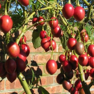 tamarillo-drvo-paradajz-solanum-betaceum-sadnica-_slika_o_52513817