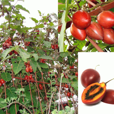 tamarillo-tsifomandra-cyphomandra-tomarillo