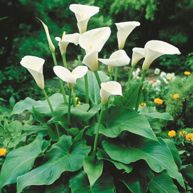 th2_p.30950.1-arum_white