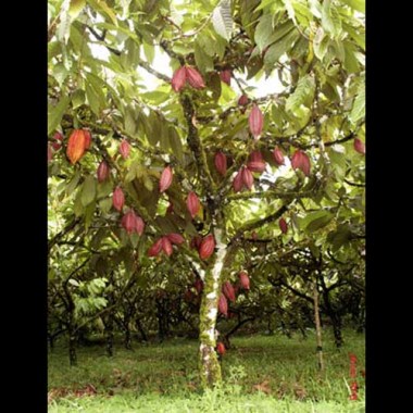 theobroma-cacao_0
