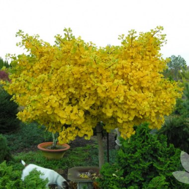 tree_ginkgo-mariken2