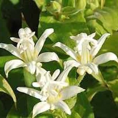 tricyrtis-hirta-alba_odc4ndmwma