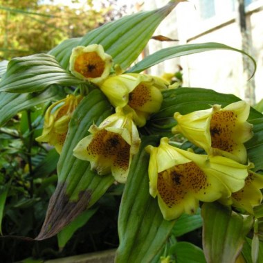 tricyrtis-macrantha-macranthopsis-2010-2