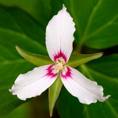 trillium-painted_shutterstock_213774316_800x800