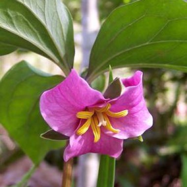 trillium_catesbaei_1363962693