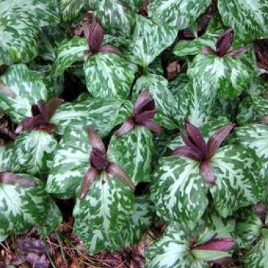 trillium_cuneatum_2_1360657819