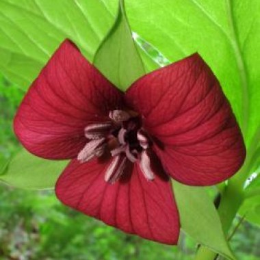 trillium_vaseyi_1391542391