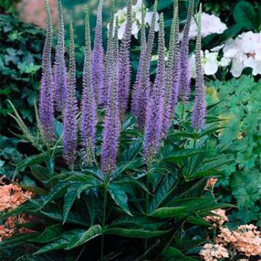 veronicastrum_apollo_x