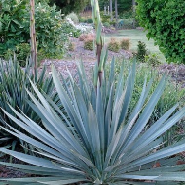 yucca-silver-anniversary-pp-31437.i-12621.s-66416.r-1_400x.progressive