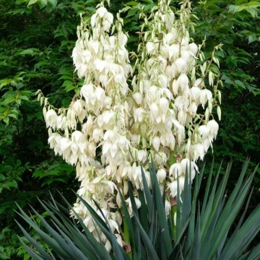 yucca-tromping-around.i-12995.s-66742.r-1_aaad14fb-6af2-44a0-ba8a-da0229936ace_1024x1024