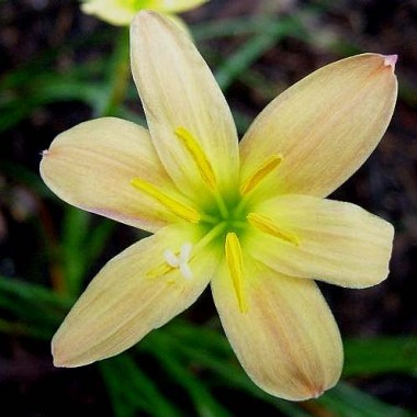 zephyranthes_apricotqueen_closeup_jay
