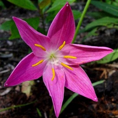 zephyranthes_macrosiphon_closeup_jay