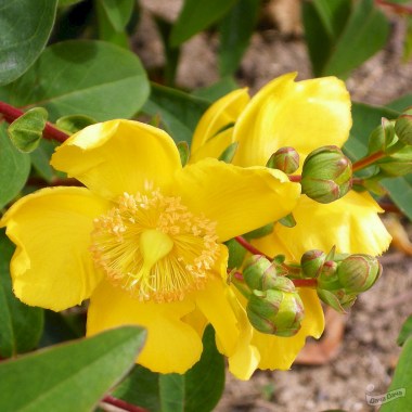 zverobojchashechnyjhidcote