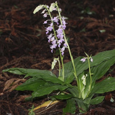 ナツエビネ_calanthe_reflexa